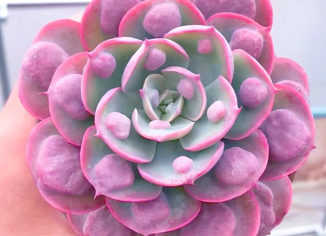 MissyPolyclay tweet media