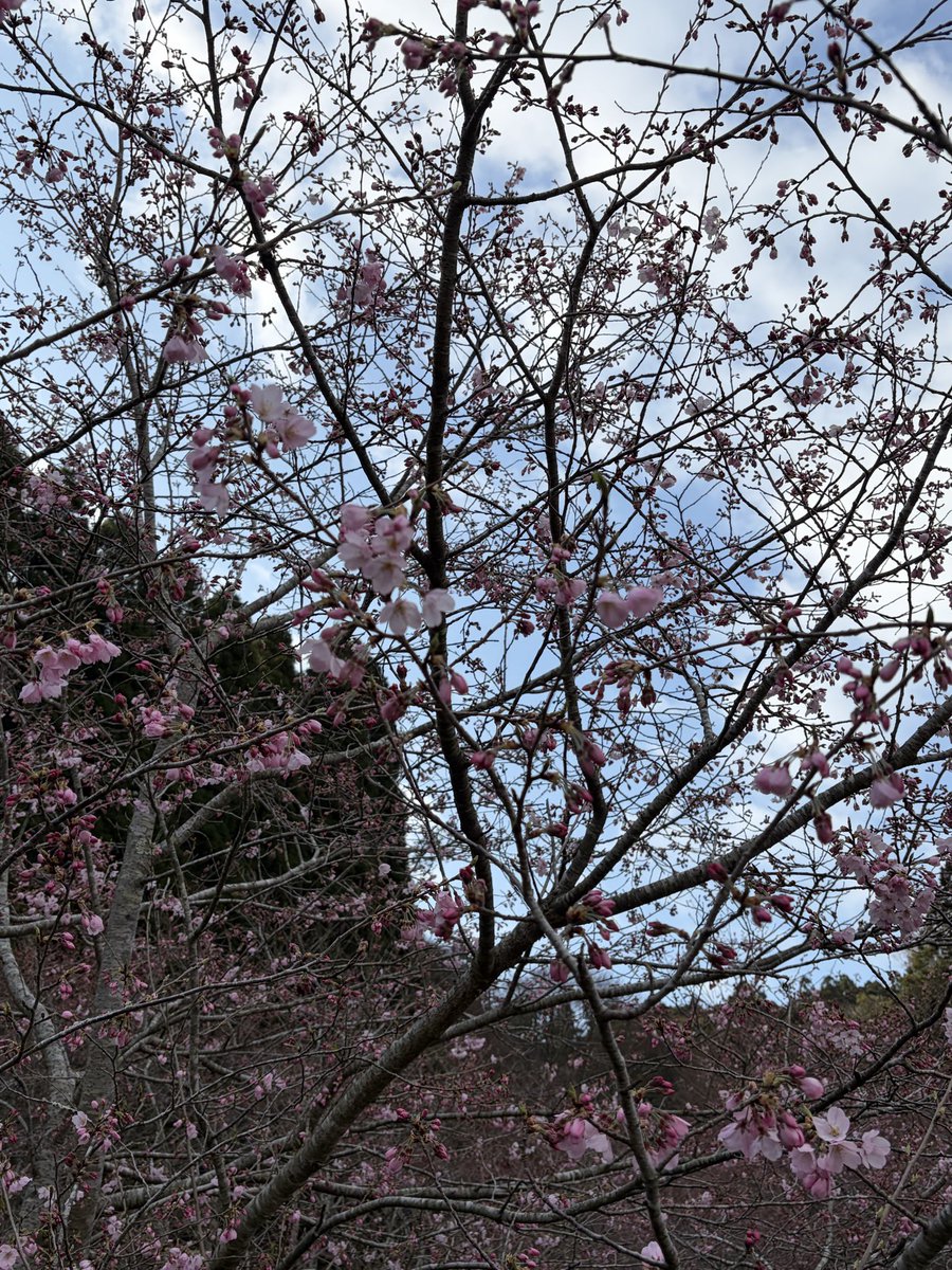 しゃーくれ@35周年車RF tweet media