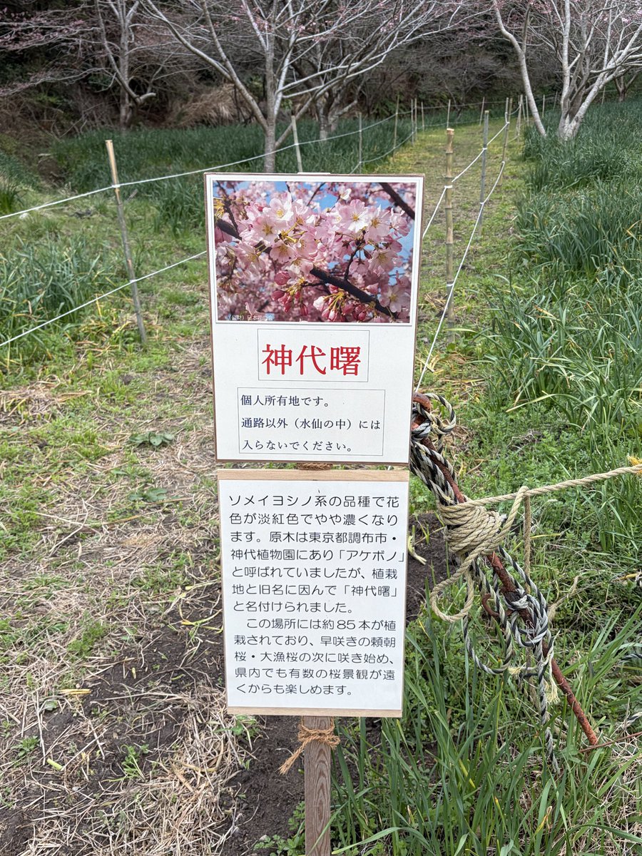 しゃーくれ@35周年車RF tweet media