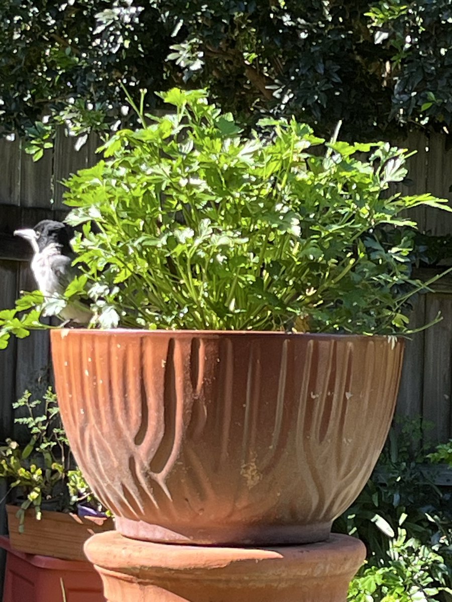 TheBLACK🌚TRACKER (@chad50726588) on Twitter photo 