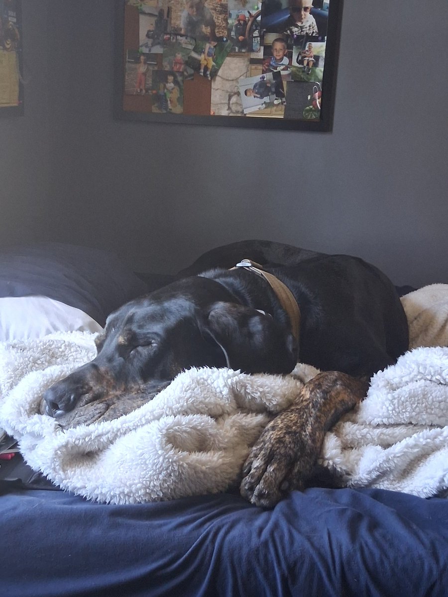 Animal Mother tweet media