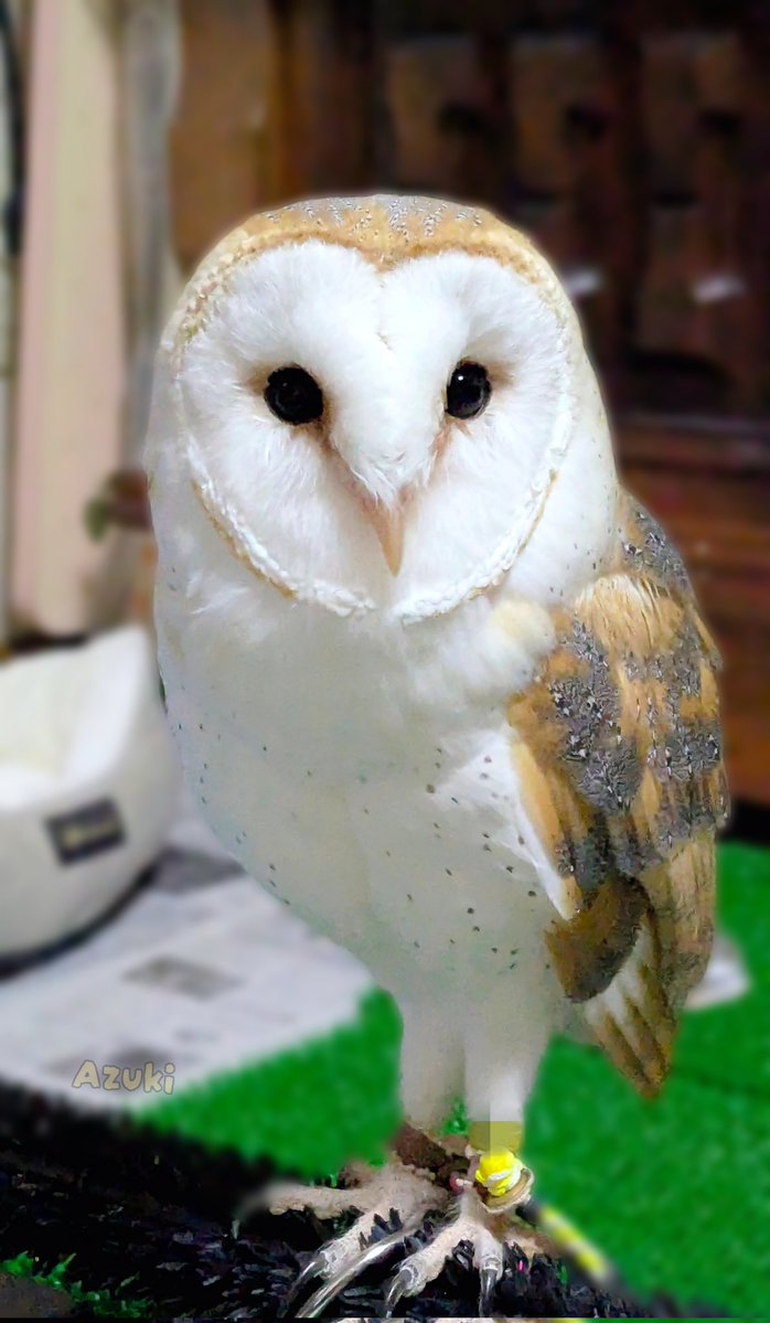 imaima（いまいま） tweet media