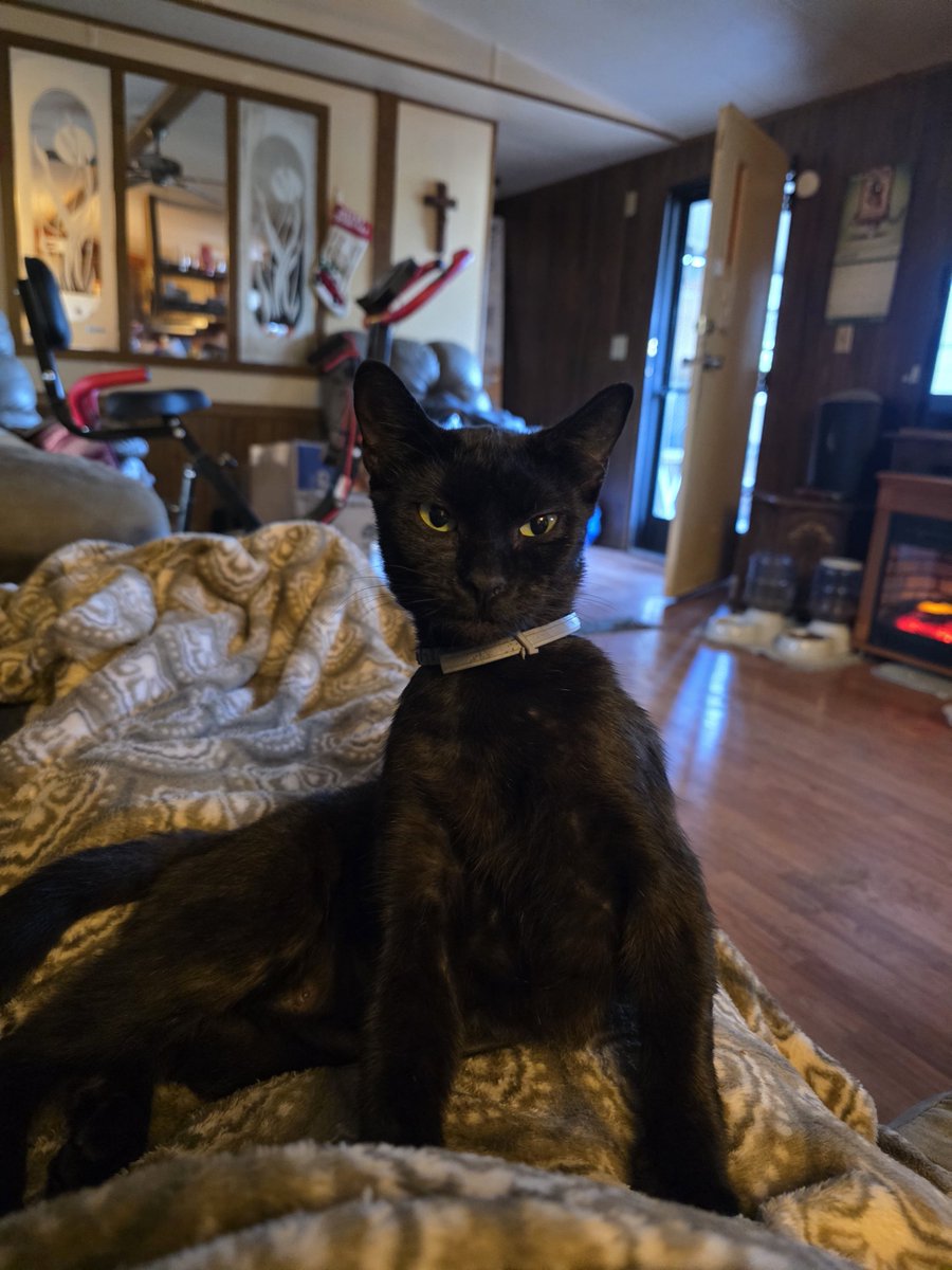 Tiffany, Joey, Bobbie, Bella & Shadow. tweet media