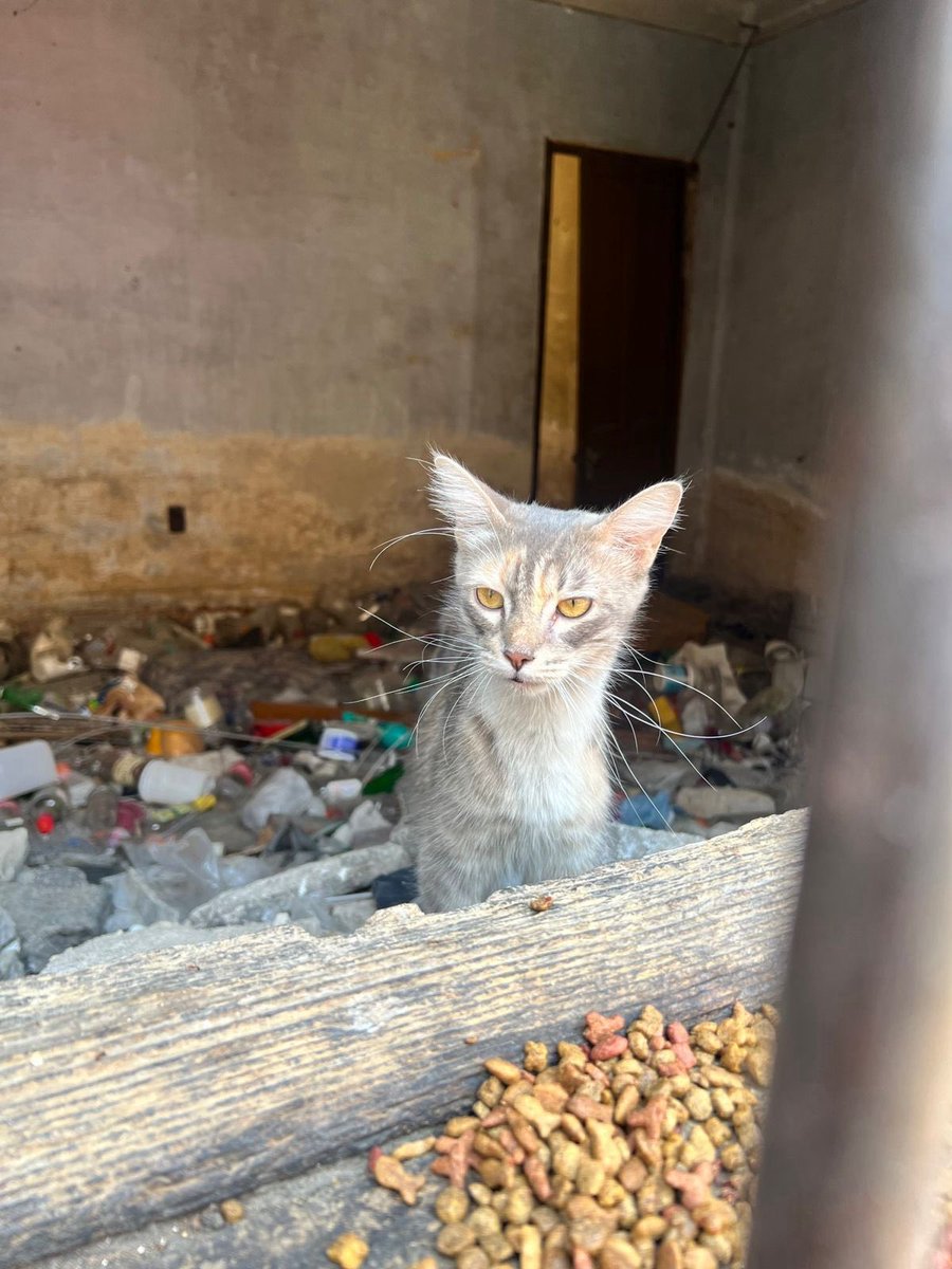 ねきと Nekito de Michigan 🏳️‍🌈🏳️‍⚧️ 🍉 tweet media