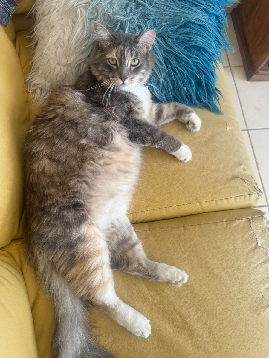 ねきと Nekito de Michigan 🏳️‍🌈🏳️‍⚧️ 🍉 tweet media