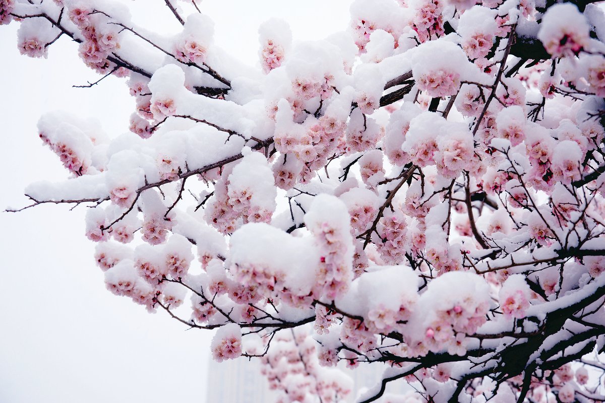 China Daily tweet media