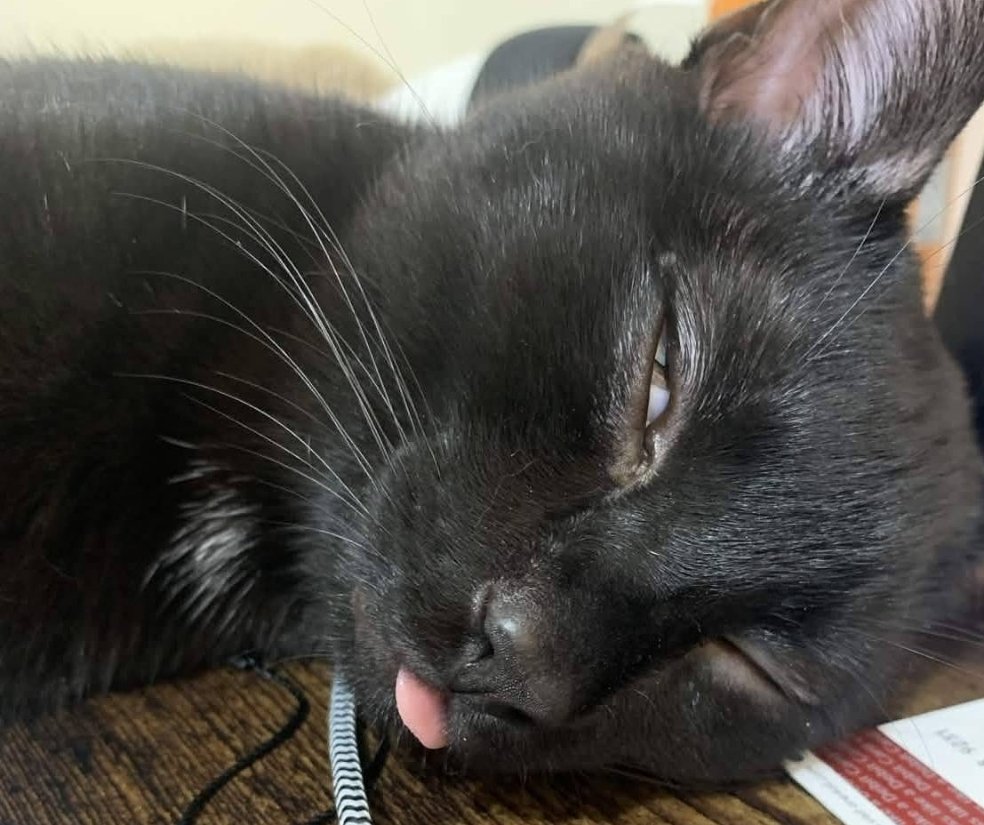 BlankieXIII 🐈⬛💢 tweet media