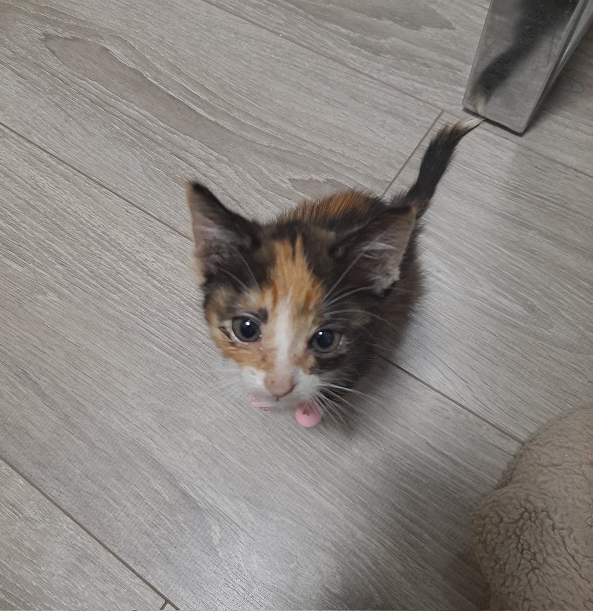 PERVERTBALLMASTER3000 tweet media