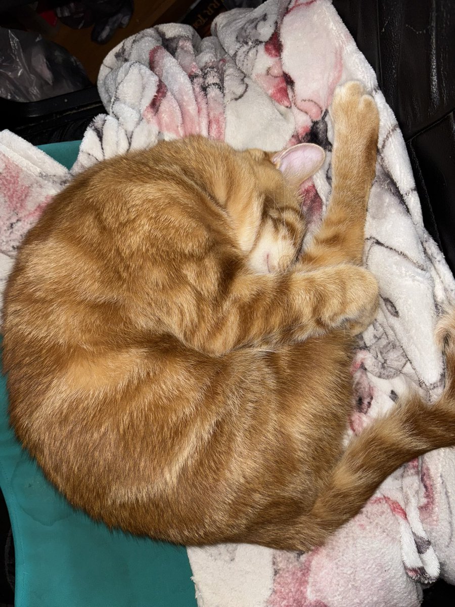 SolventlessCity tweet media