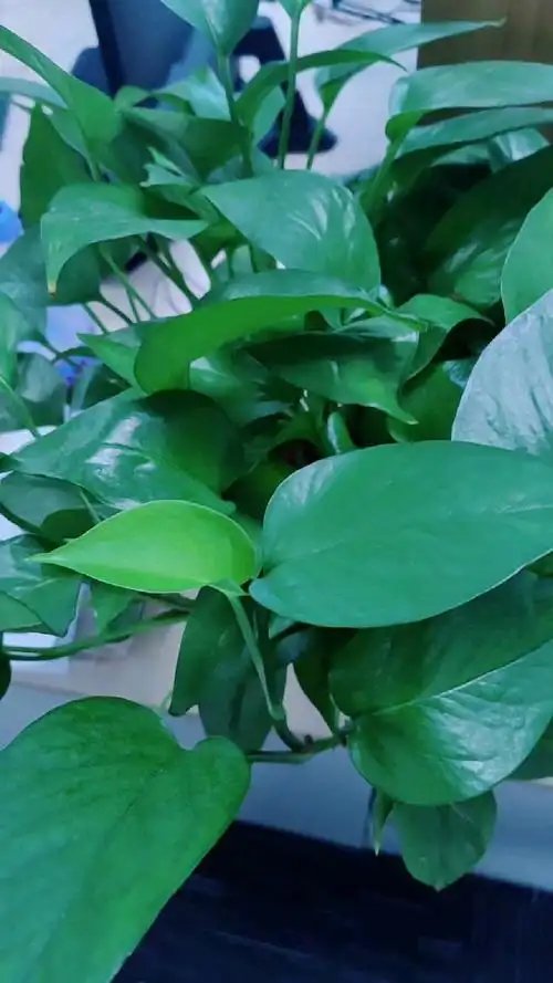 welbertinho ferraz tweet media