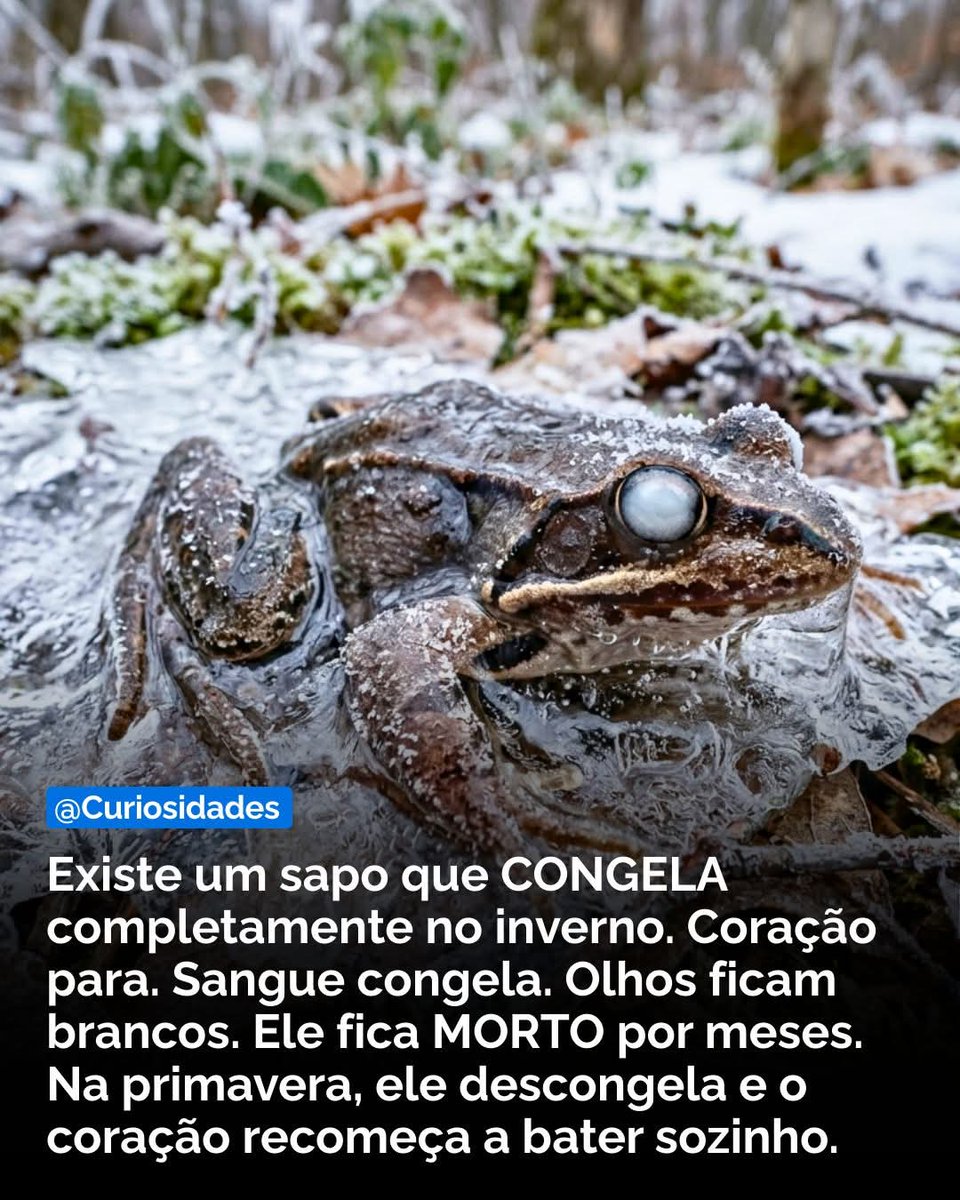 🐸 O sapo-da-madeira (Rana sylvatica), encontrado no Canadá e norte dos EUA, é um dos exemplos mais extraordinários de criobiologia na natureza. 

🥶 Quando as temperaturas caem abaixo de zero, o fígado do sapo converte glicogênio em quantidades massivas de glicose (até 10x o