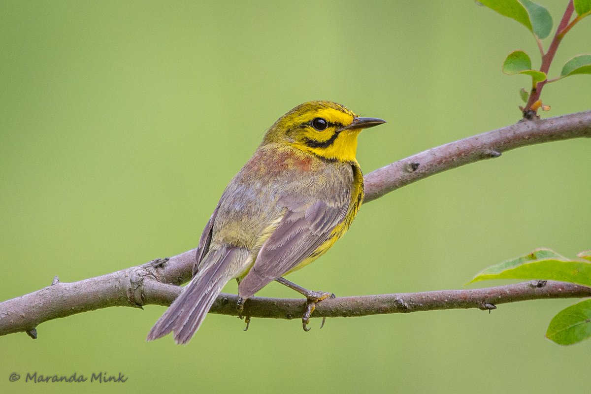 Maranda Mink tweet media