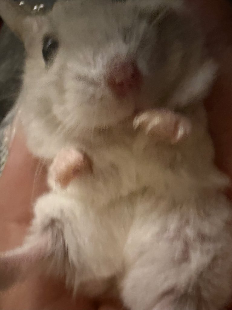 kukinhe 💋 tweet media