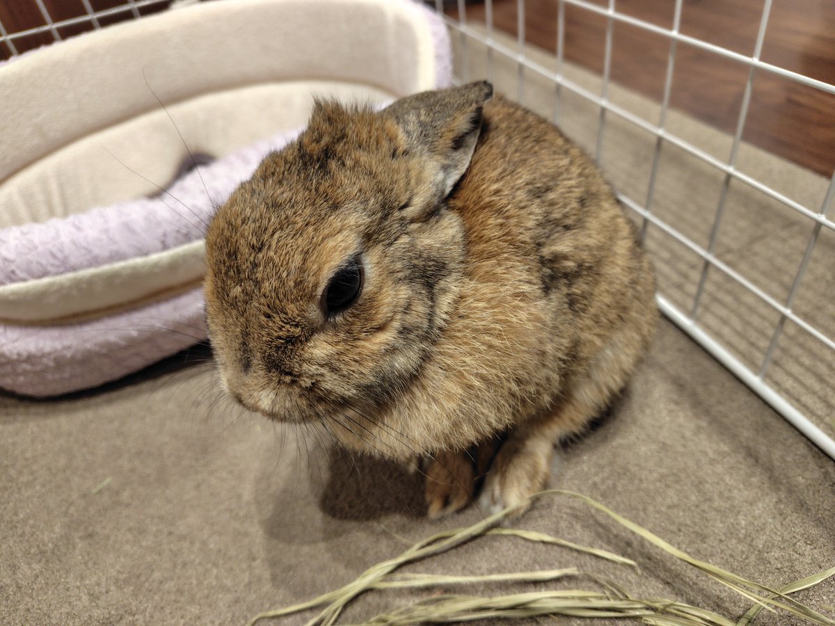 ブラッシング頑張ったモカさんはなんとも言えない顔してる🐰💦 #うさぎ