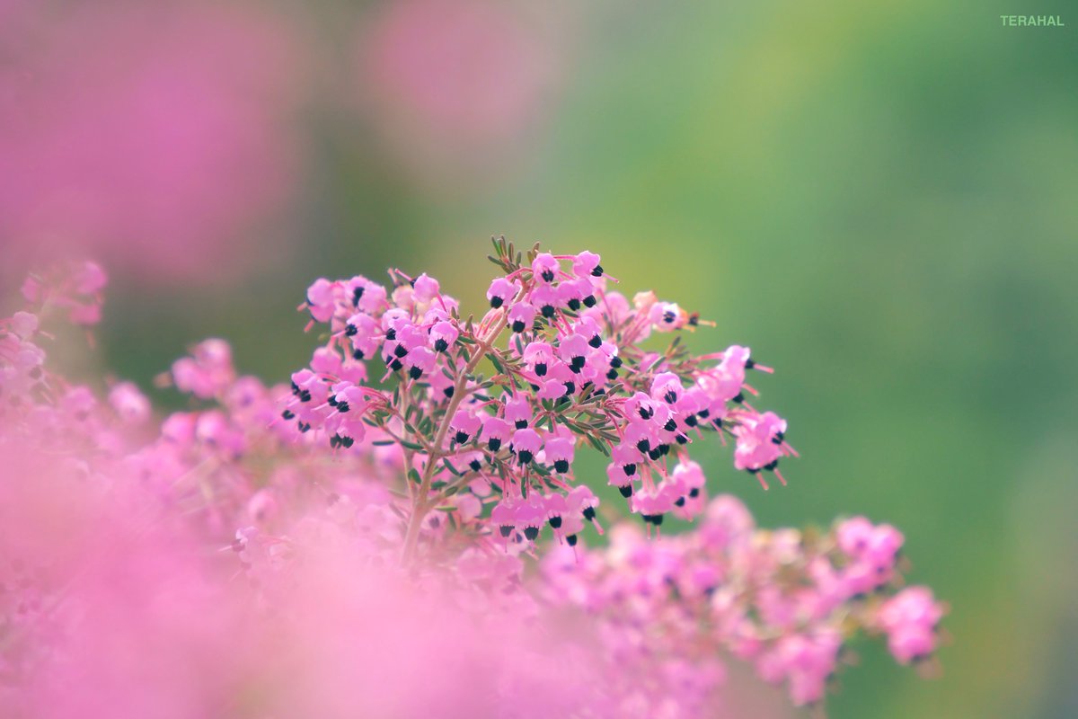 TERAHAL🐱 tweet media