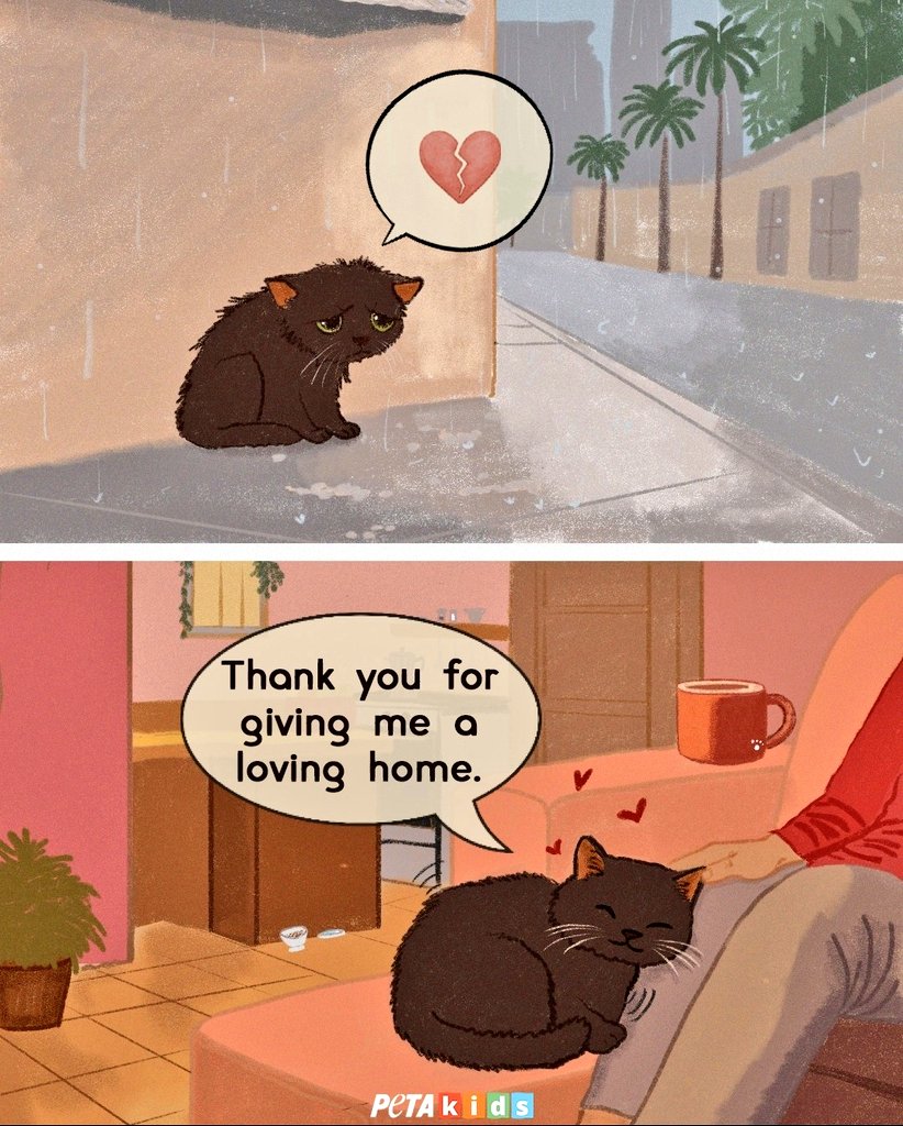 🌻Samson Cat🐱 tweet media