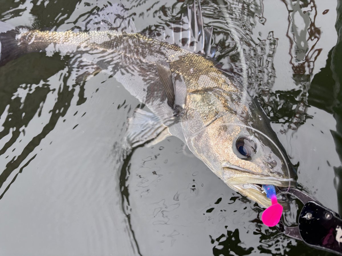 hiro 𓆝 tweet media