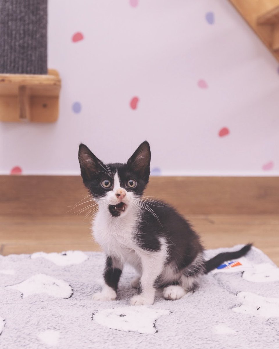 Adoptamiu tweet media