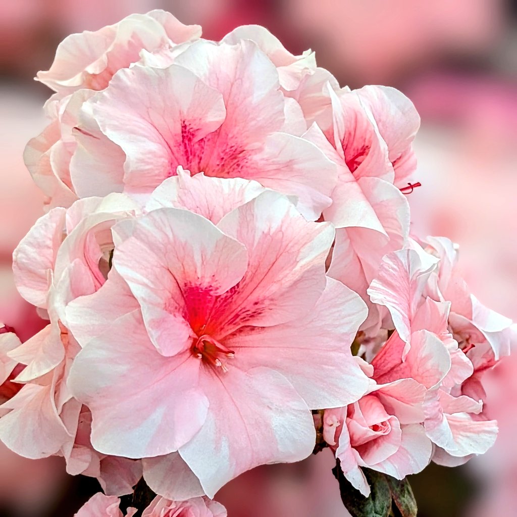 popomaru tweet media