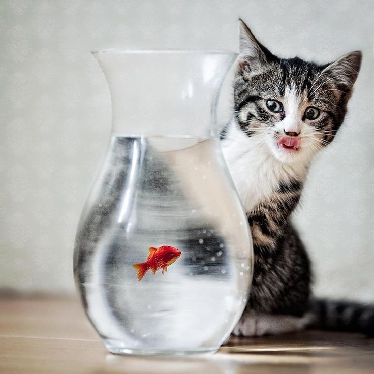 KaT~ 💀 tweet media