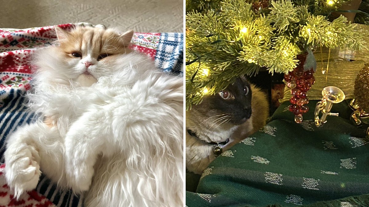 Purrfect Pals tweet media