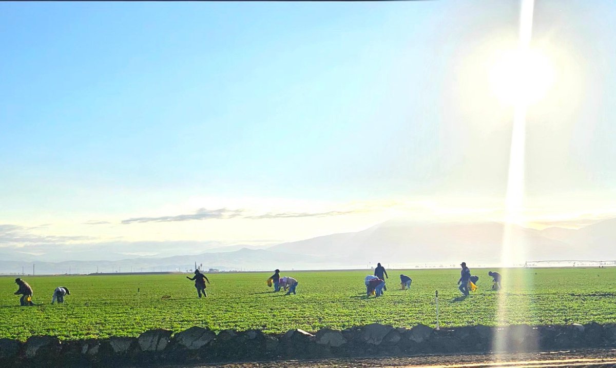 United Farm Workers tweet media