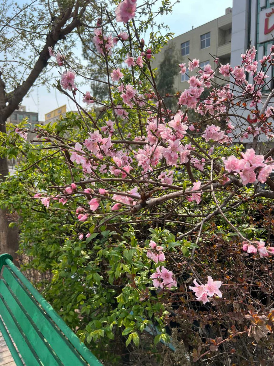 Dorreh Khatibi-Hill tweet media