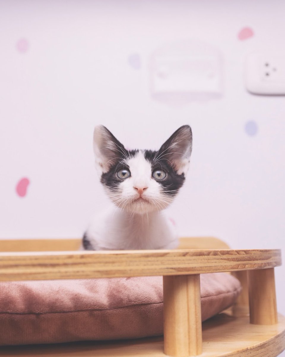 Adoptamiu tweet media