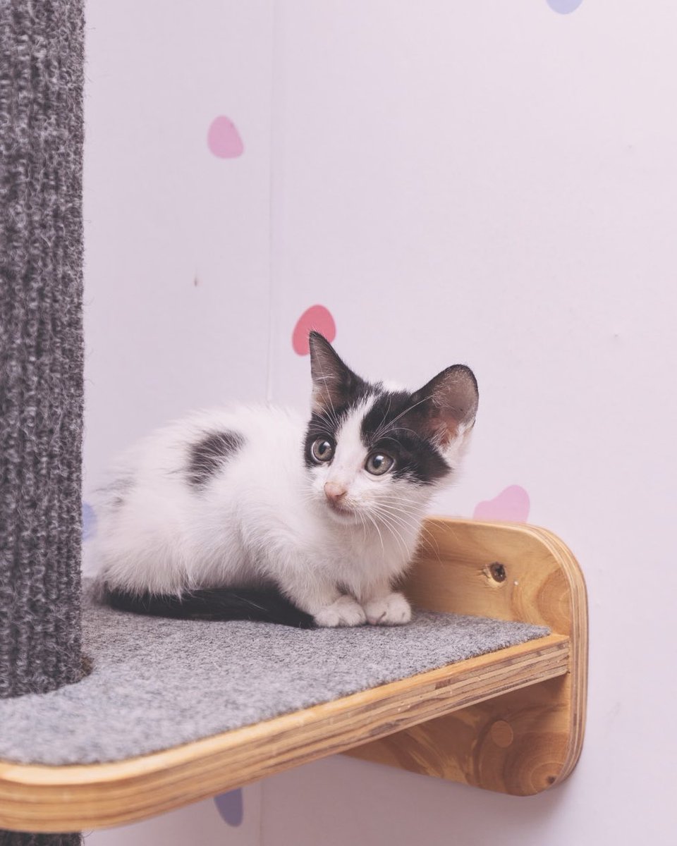 Adoptamiu tweet media