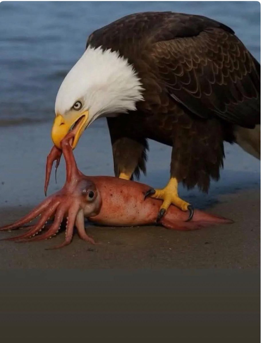 P@iCebol@ 🇧🇷🇧🇷🇧🇷🇧🇷 tweet media