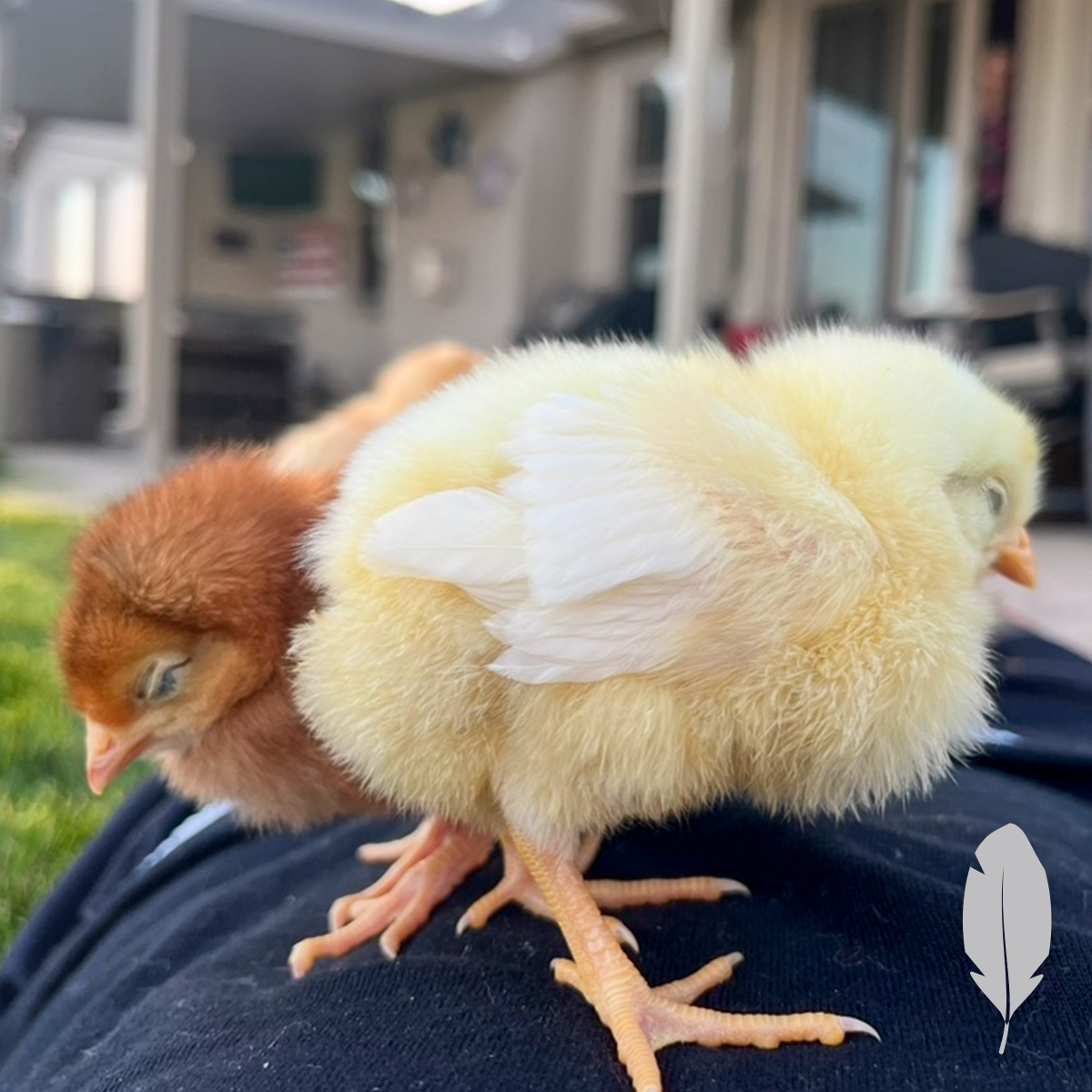 IFA Country Store tweet media