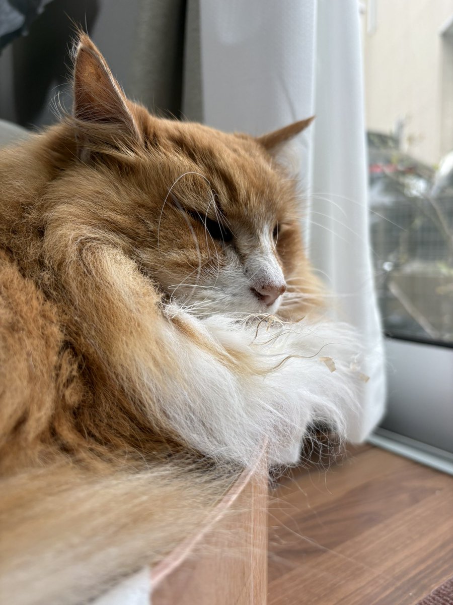 Flehmann(フレーマン) tweet media