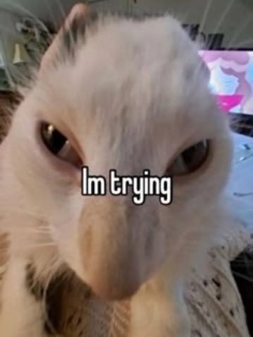 No Cats No Life tweet media