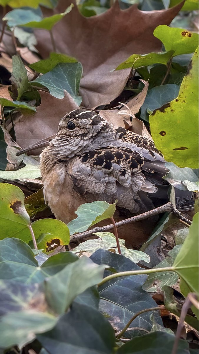 William Murray tweet media