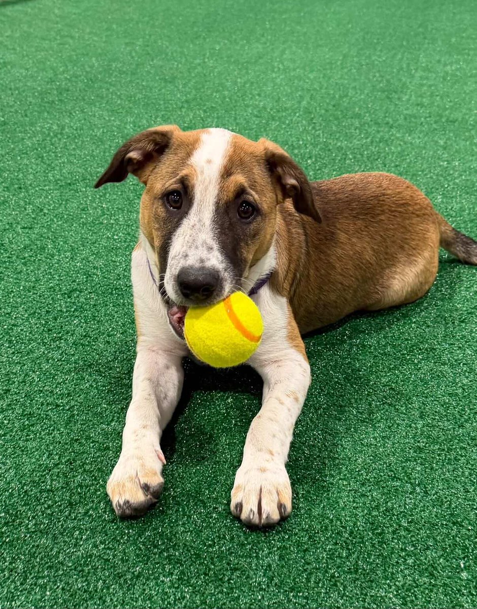 American Physical Society tweet media