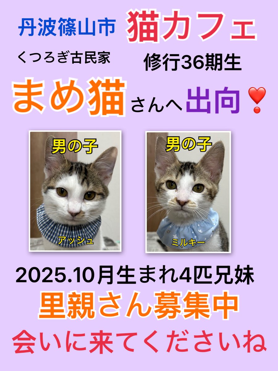 丹波篠山市のくつろぎ古民家 猫カフェまめ猫さん（<a href="/mameneko_cafe/">くつろぎ古民家まめ猫</a>）にて、
NPO法人たんばコミュニティハブで保護している
✨修行36期生✨が出向中です❣️

ゆったり触れ合える猫カフェで、
実際に猫たちの性格や相性を見ていただけます🐱💕

ぜひ会いに来てください✨
里親さん募集中です。