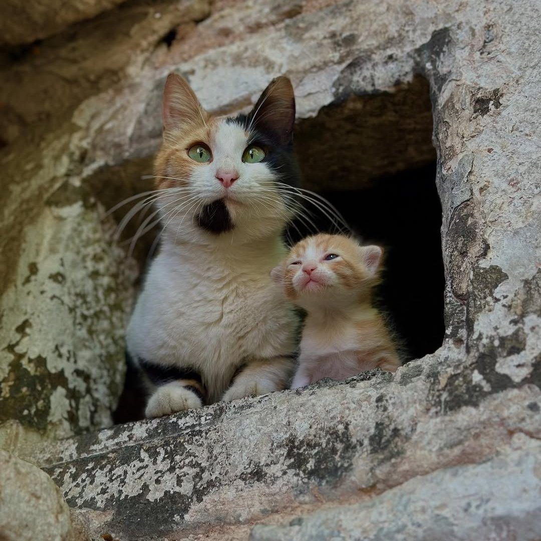 Daily Turkic tweet media