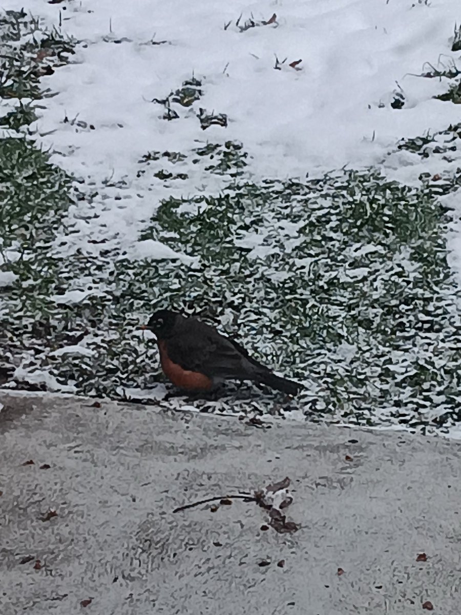 Gordon G. Chang tweet media