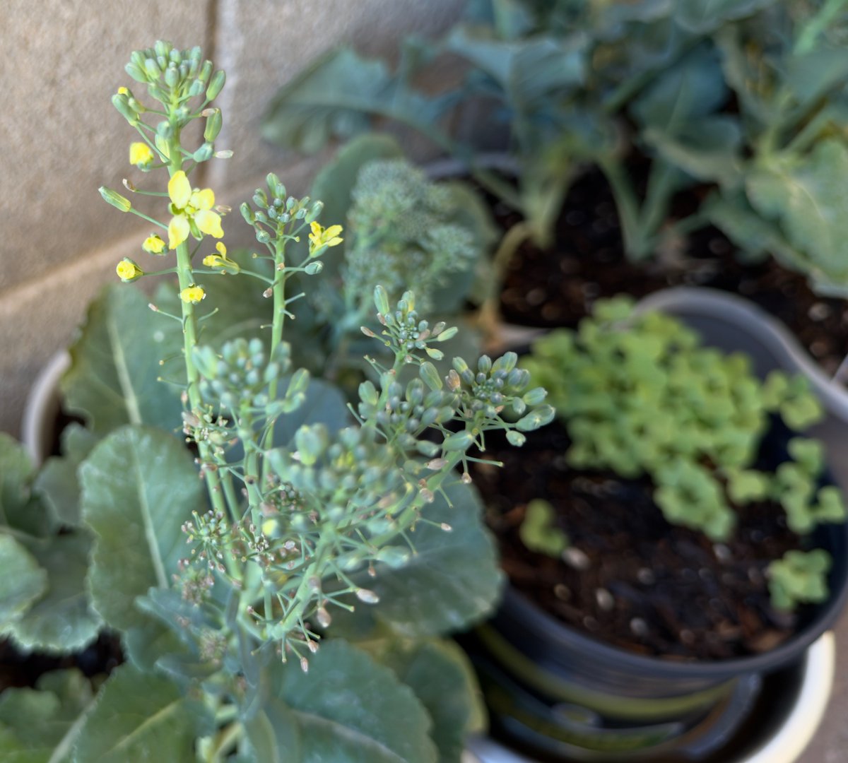 ໊ENHYPEN IS 7 tweet media