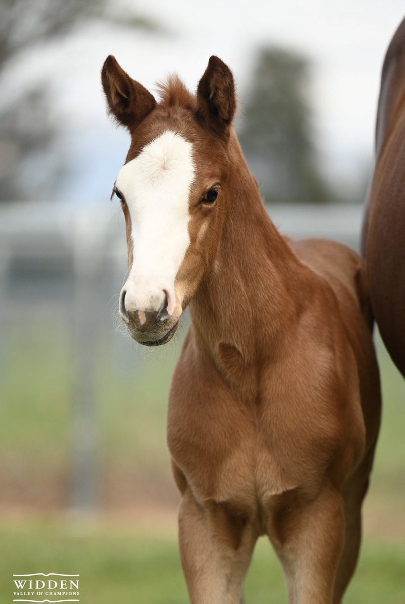 Darby Racing tweet media