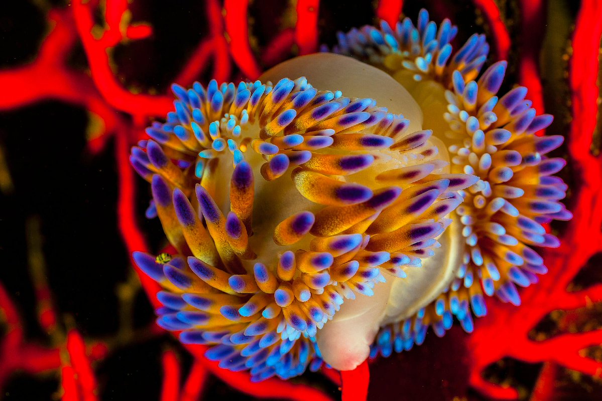 Ocean Conservancy tweet media