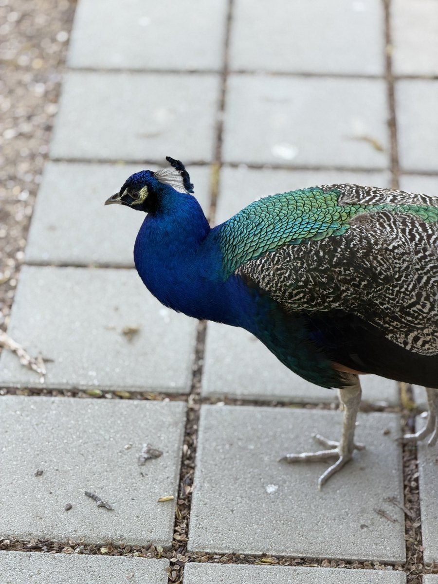 Rare, Exquisite, Alabaster tweet media