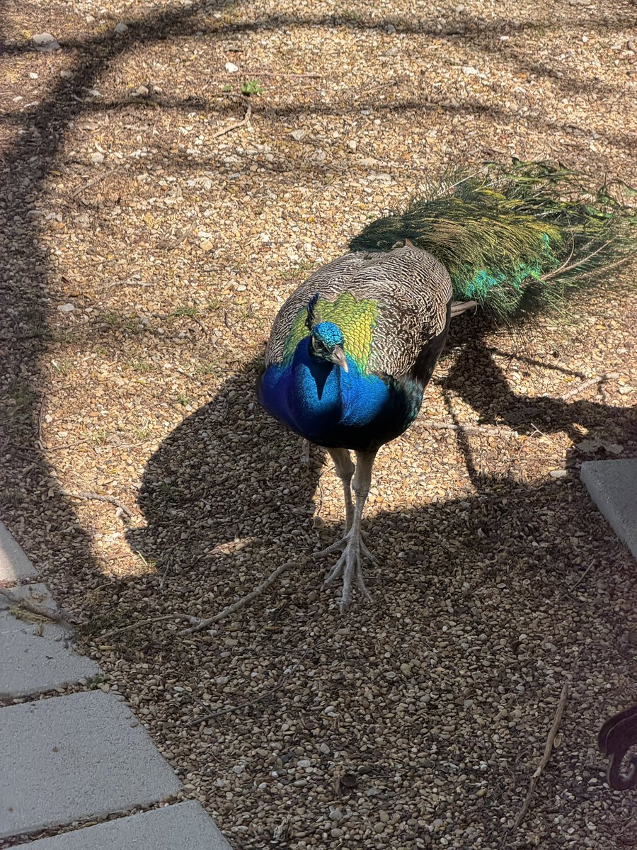 Rare, Exquisite, Alabaster tweet media