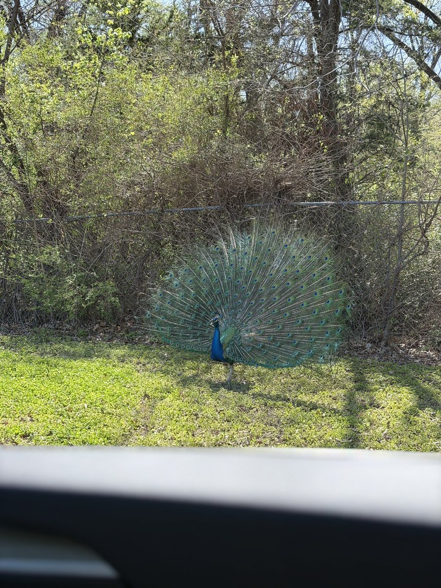 Rare, Exquisite, Alabaster tweet media