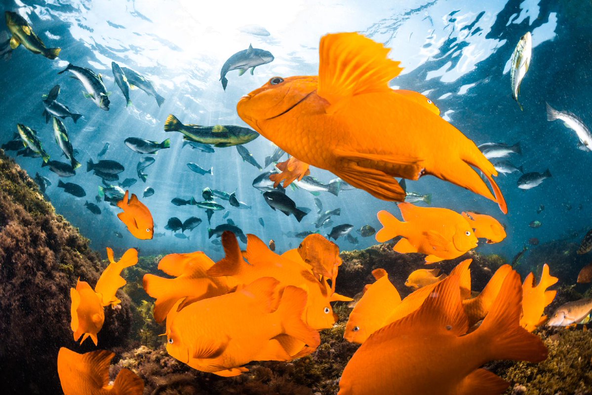 Ocean Conservancy tweet media