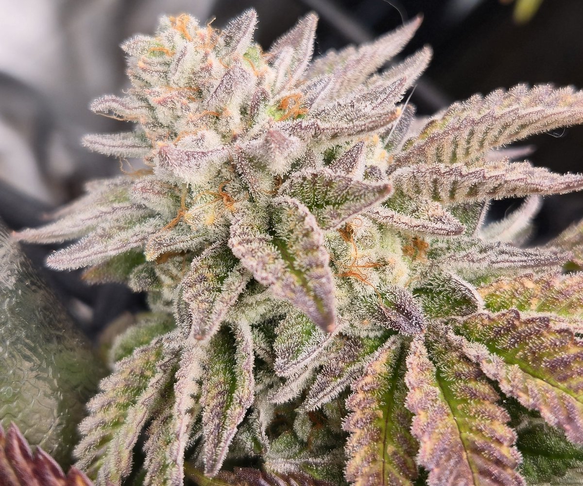 ForeverFaded tweet media