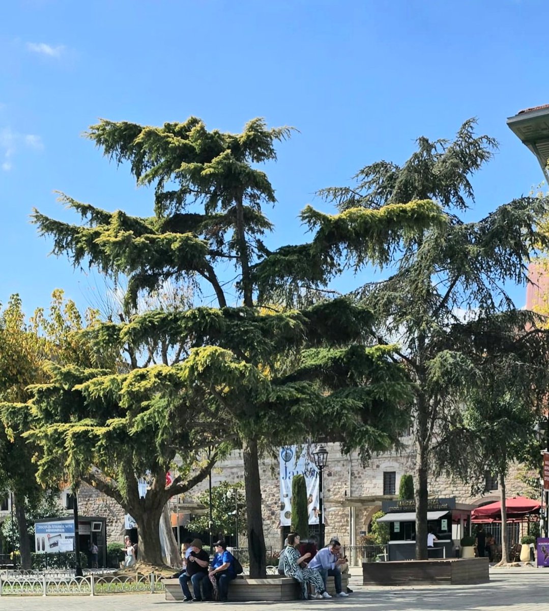 Faisal Syed tweet media