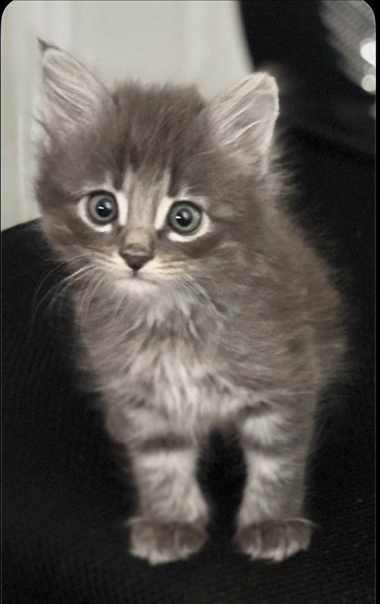 Bohemian Soul💋 tweet media