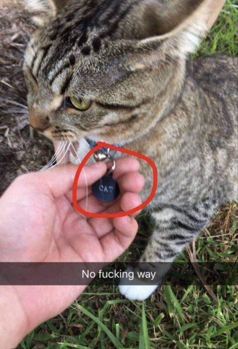 Tweets Of Cats (@tweetsofcats) on Twitter photo 