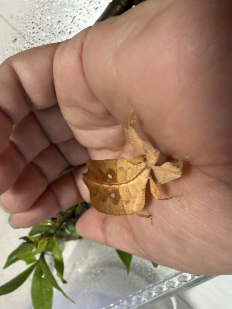 ゆずっち！ tweet media